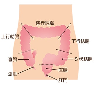 大腸とその働き