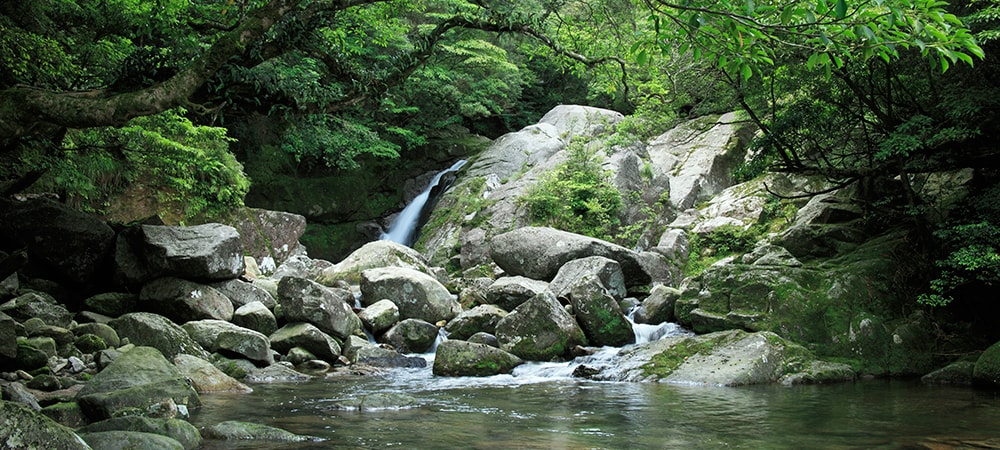 屋久島の自然の恵み