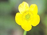ヒメウマノアシガタ(キンポウゲ科)