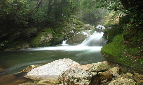 屋久島 山の自然