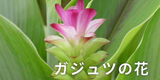 ガジュツの花